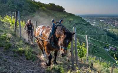 Dalla rivista Decanter: riconoscimento d’eccellenza per il Riesling Grand Cru Kitterlé 2022: 96 punti