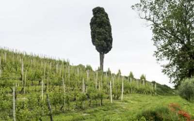 Castello di Neive celebra i cinquant’anni di ricerca clonale sull’Arneis